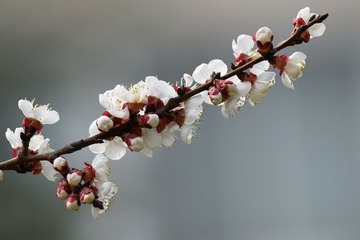 照片 290_
