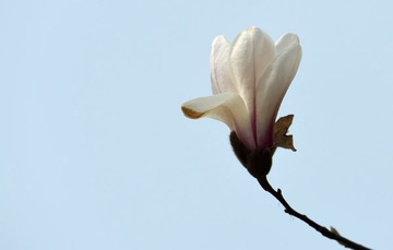 照片 252_