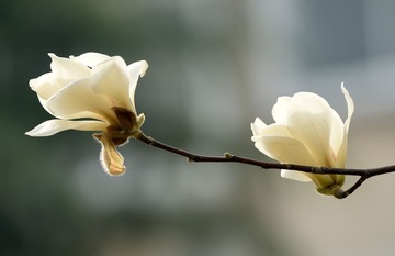 照片 582_