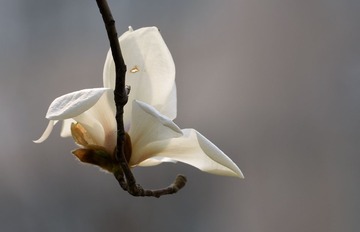 照片 591_