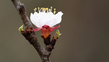 照片 136_