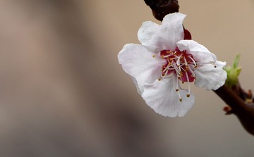 照片 138_