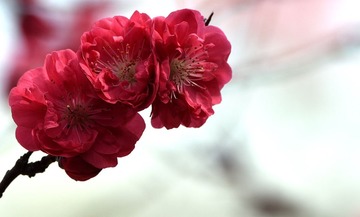 照片 113_