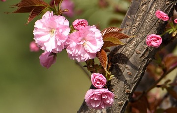 照片 076_