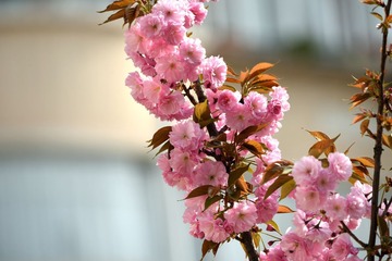 照片 083_