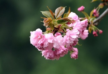 照片 050_