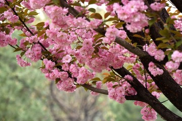 照片 077_