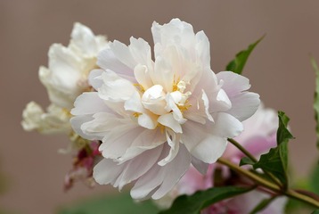 照片 429_