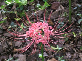 DSCF0226.JPG