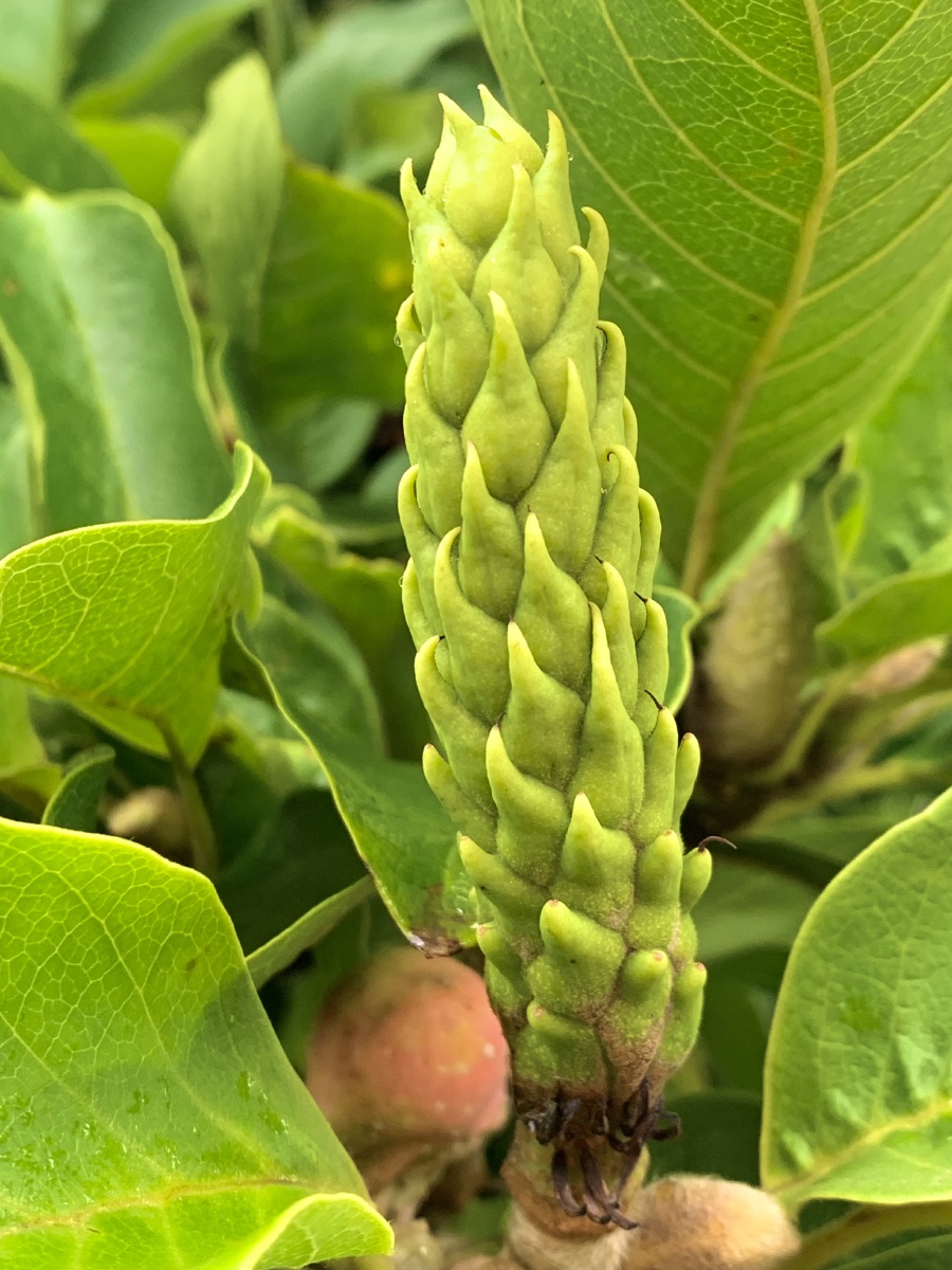 秋天的玉兰花骨朵
