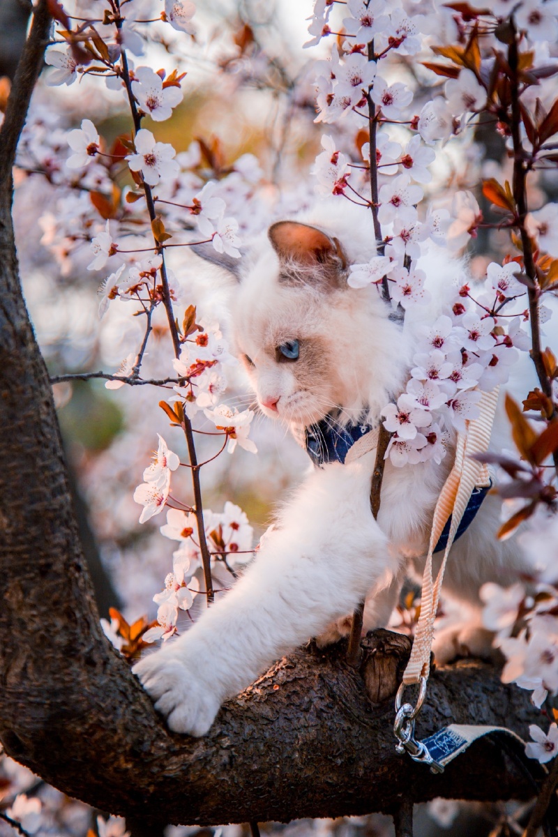 樱花树下的猫