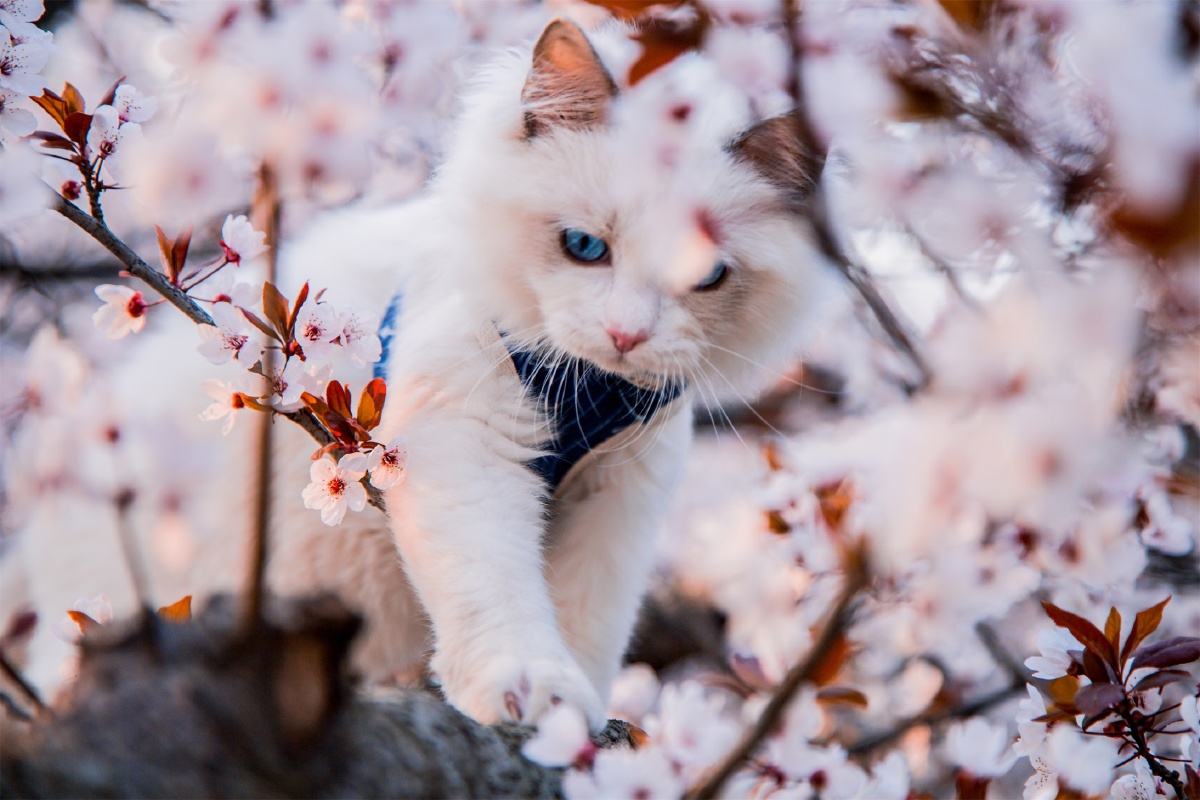 樱花树下的猫