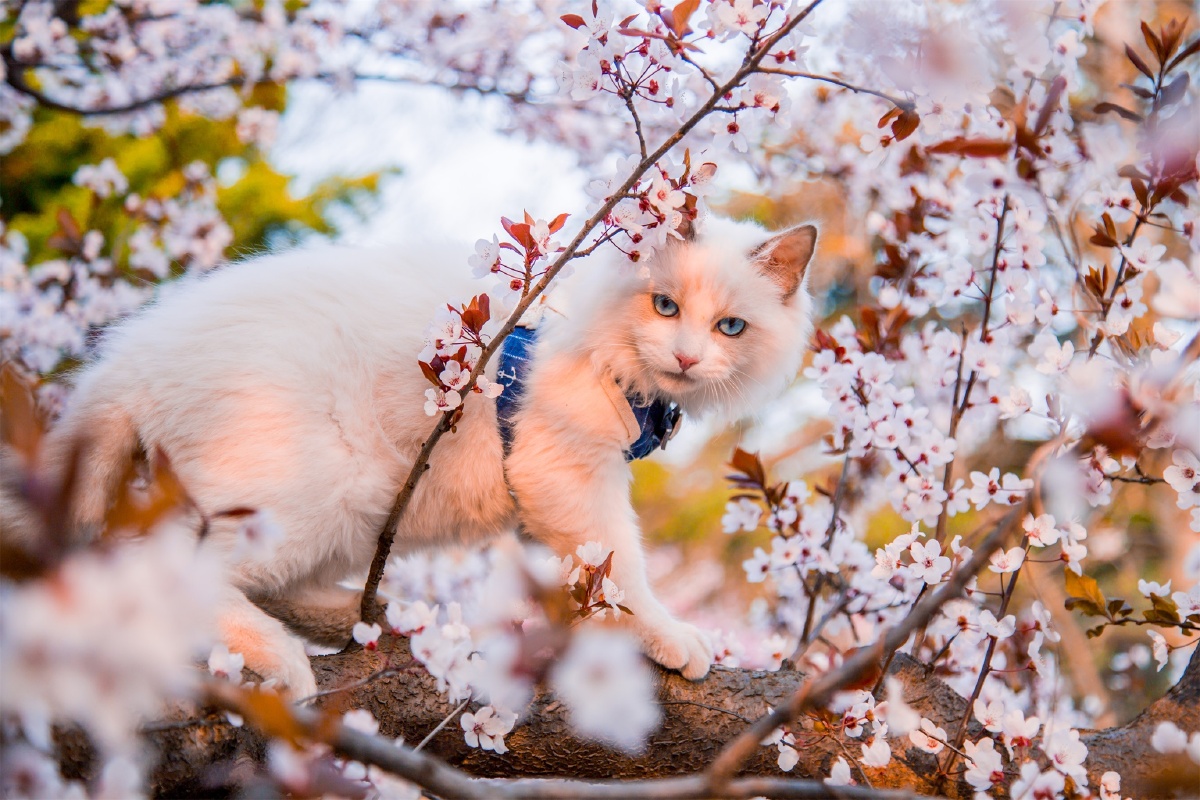 樱花树下的猫