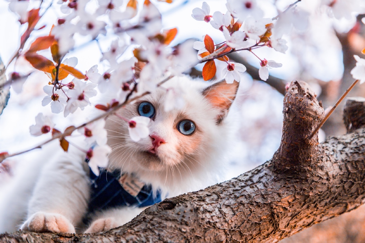 樱花树下的猫