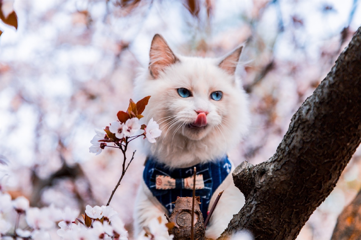 樱花树下的猫