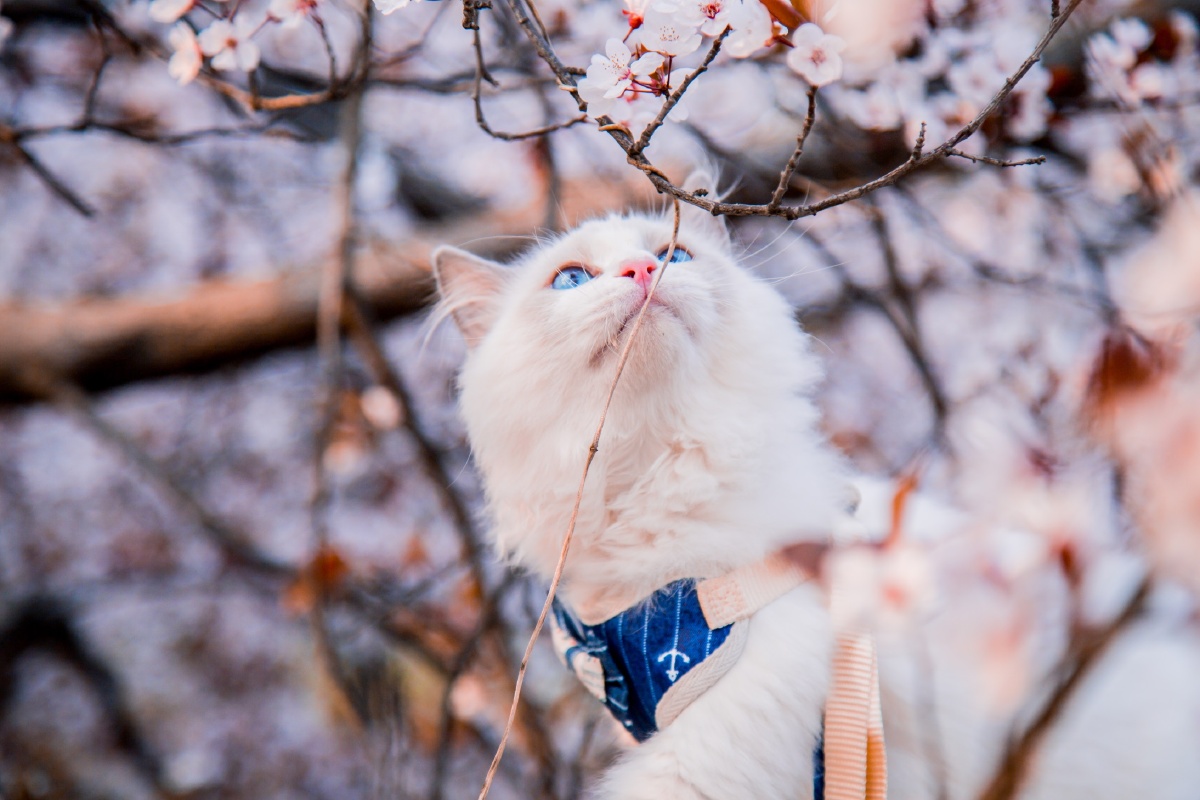 樱花树下的猫