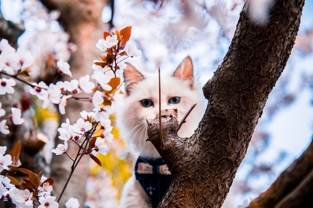 樱花树下的猫