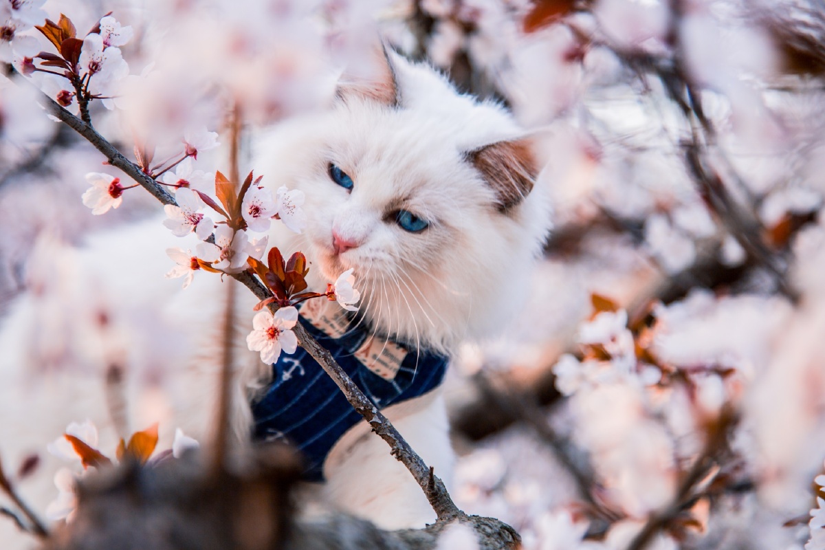 樱花树下的猫
