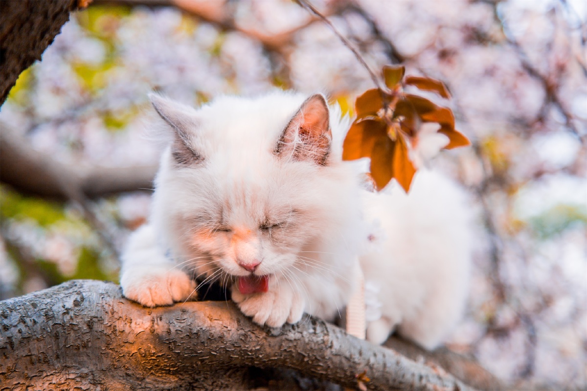 樱花树下的猫