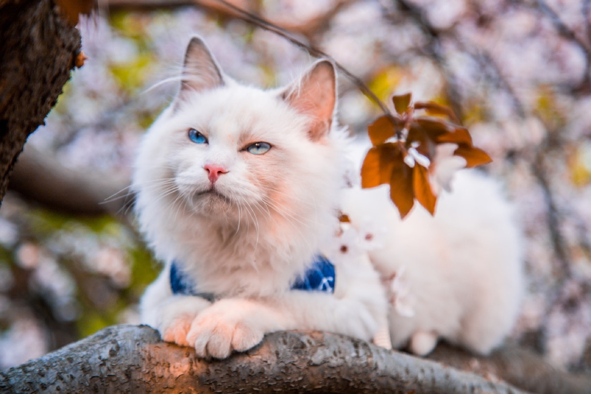 樱花树下的猫