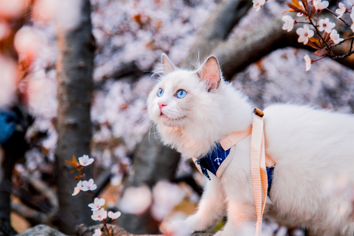 樱花树下的猫