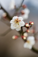NIKON-D810_DSC9113