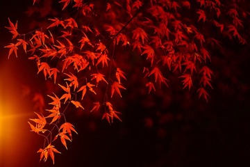 IMG_1698.JPG