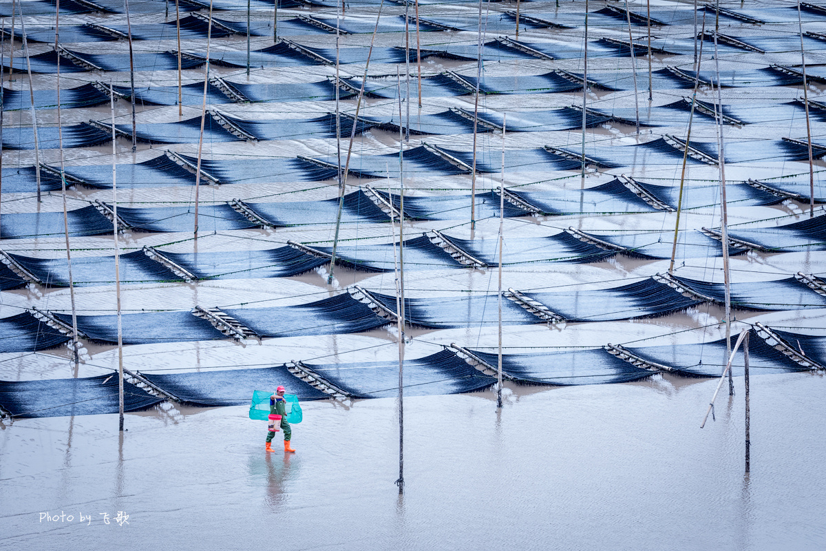 霞浦小皓滩涂紫菜
