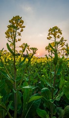 陪你一起看夕阳