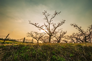 又摘桃花换酒钱