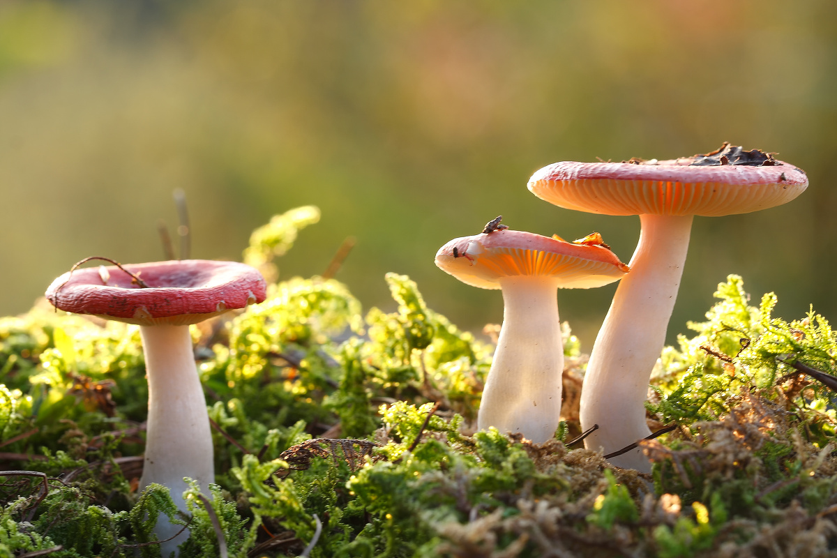 阳光下的红蘑菇