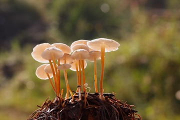 林中精灵