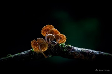 金色蘑菇