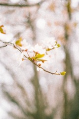 IMG_0234-1