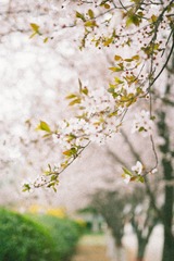 IMG_0246-1