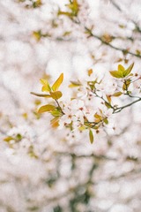 IMG_0247-1