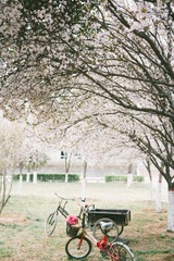 IMG_0286-1