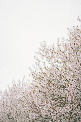 IMG_0296-1