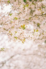 IMG_0302-1