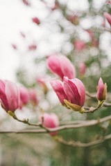 IMG_0309-1