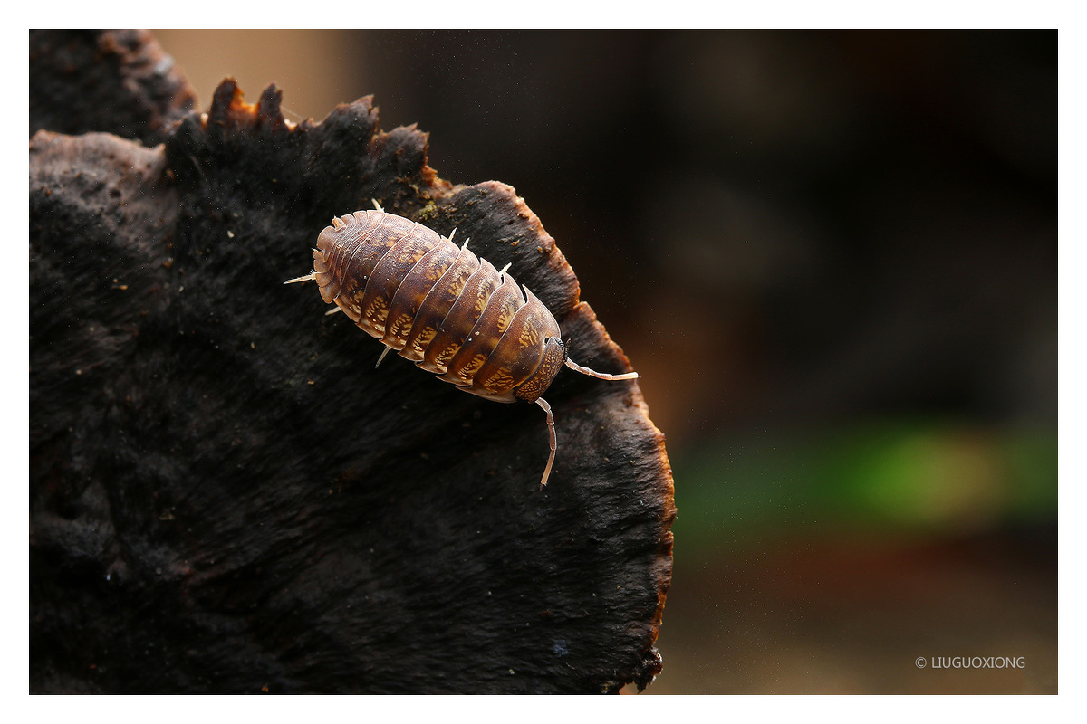 鼠妇- 刀lgx - 图虫