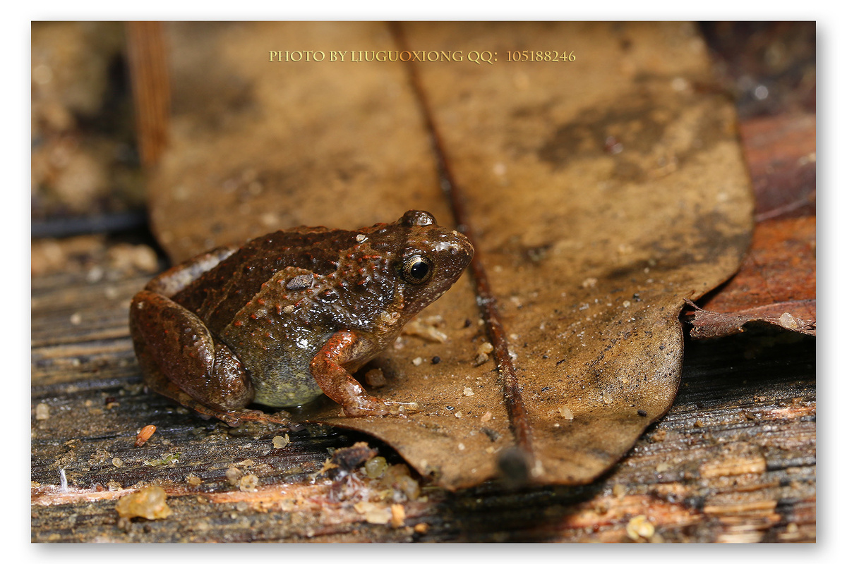 粗皮姬蛙