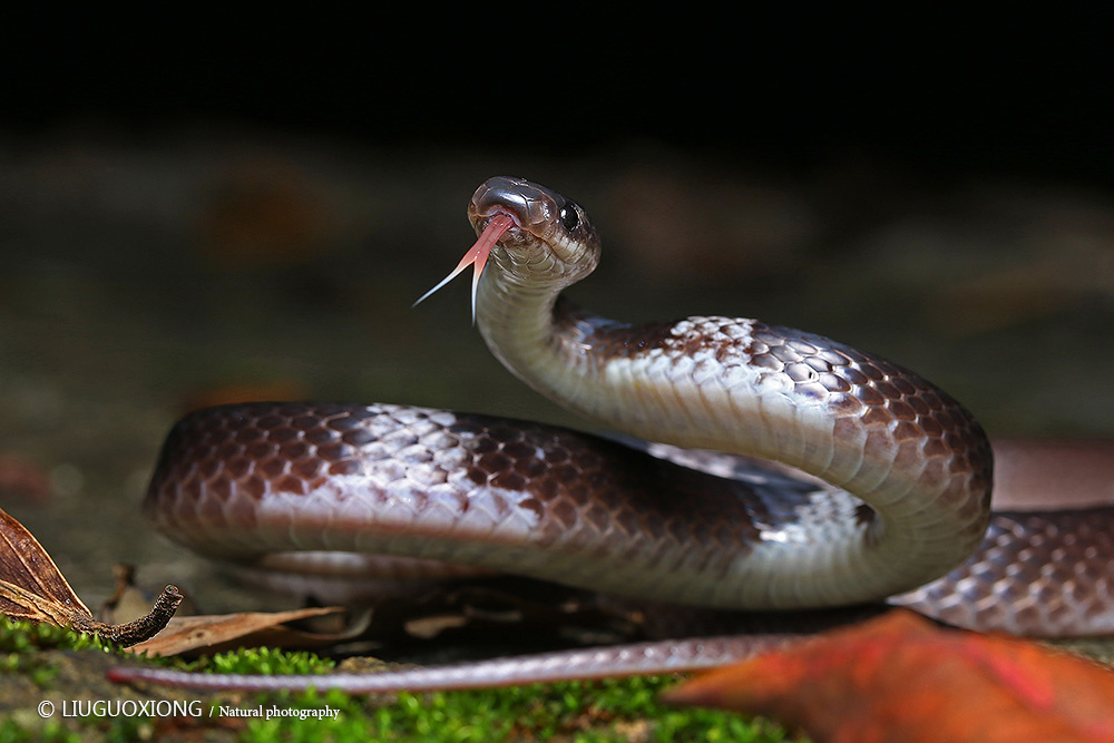 细白环蛇 - 佳能, 广州, 自然, 动物 - 刀lgx