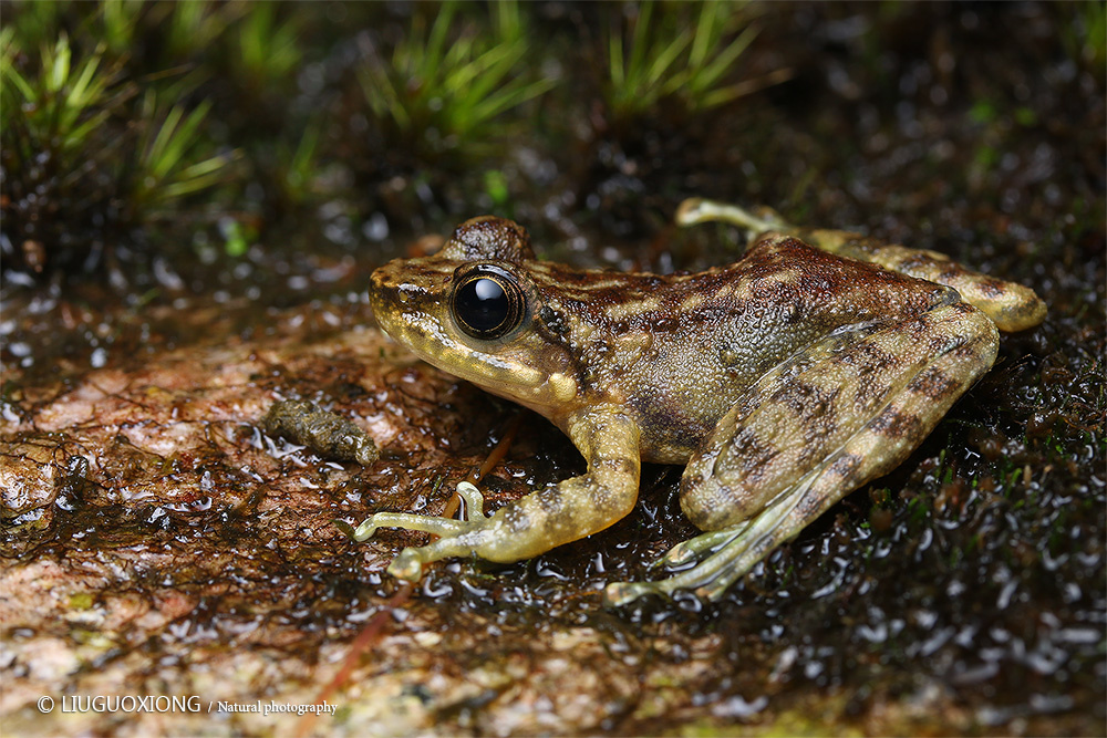 华南湍蛙