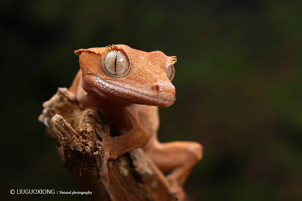 睫角守宫 - 佳能, 广州, 自然, 动物 - 刀lgx - 图虫摄影网