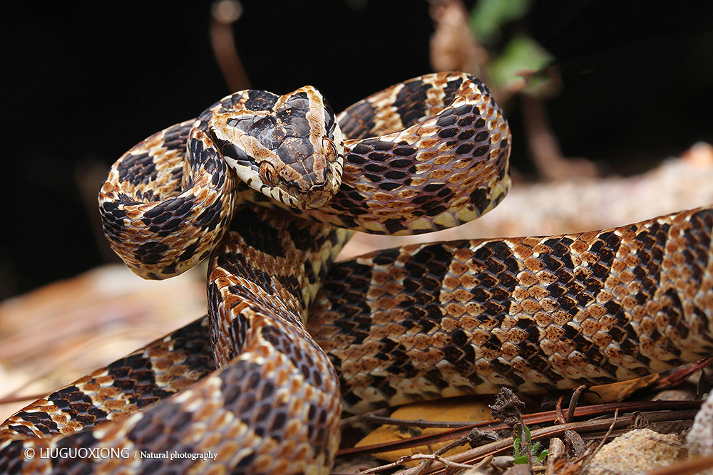 繁花林蛇 - 刀lgx - 图虫