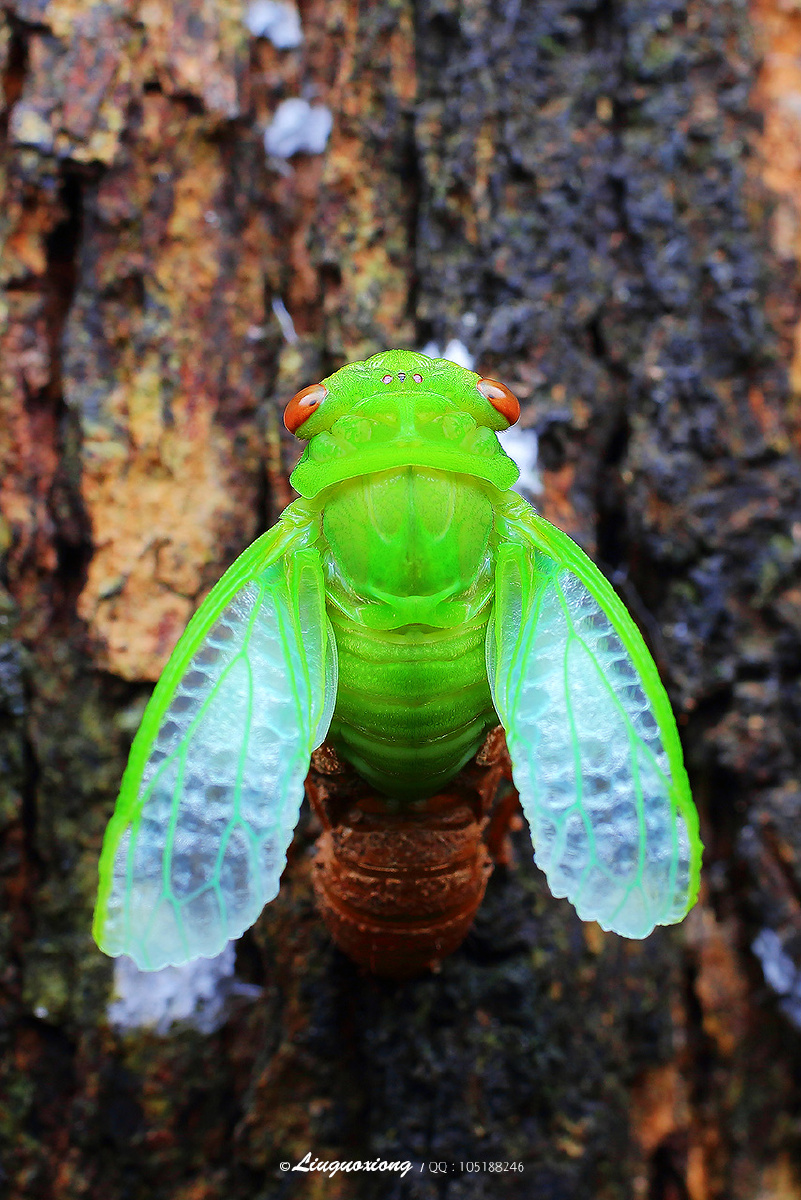 薄翅蝉 - 刀lgx - 图虫