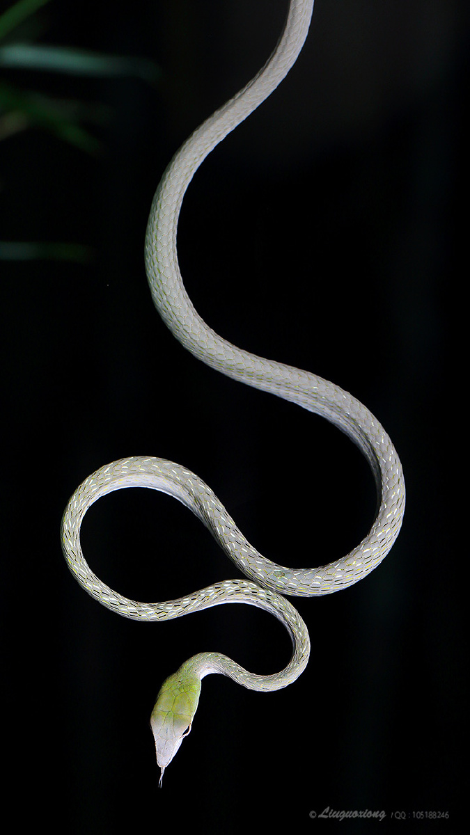 蛇- 刀lgx - 图虫