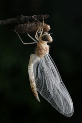 IMG_1253s