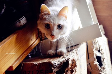 DSC_0235_副本.jpg